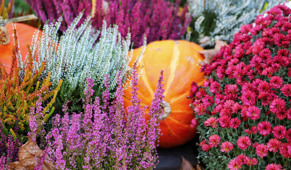 Tuinplanten | Huis & Tuin Hoogeveen Tuinplanten | Huis & Tuin Hoogeveen