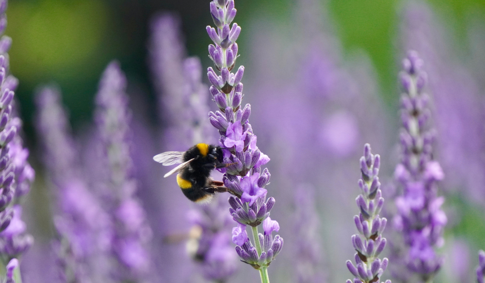 Diervriendelijk | Huis & Tuin Hoogeveen