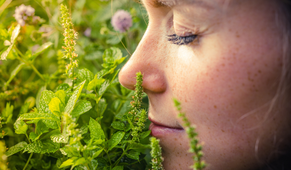 Geurende tuinplanten | Huis & Tuin Hoogeveen Geurende tuinplanten | Huis & Tuin Hoogeveen