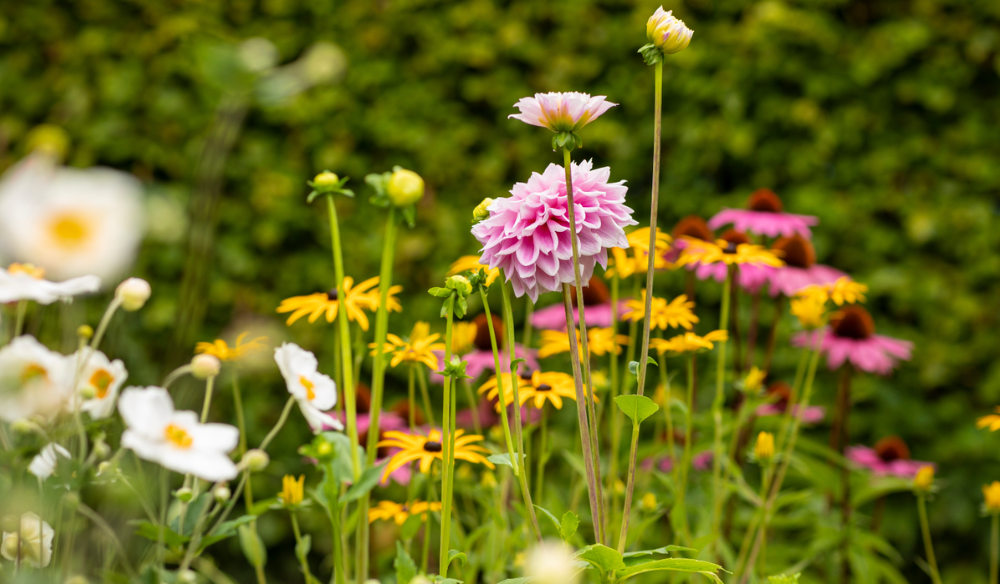 Tuinplanten | Huis & Tuin Hoogeveen Tuinplanten | Huis & Tuin Hoogeveen