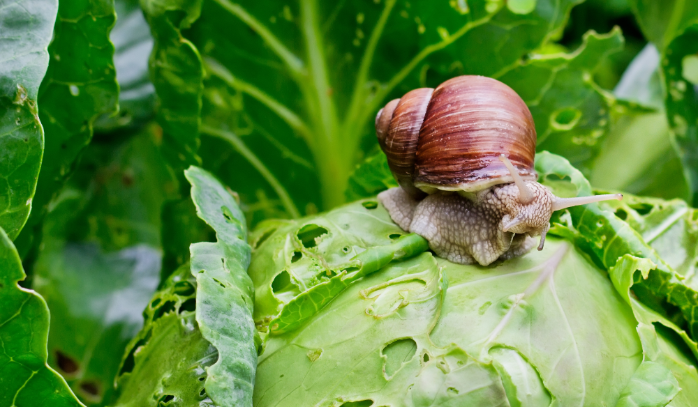 Bestrijdingsmiddelen | tuincentrum Huis & Tuin Hoogeveen