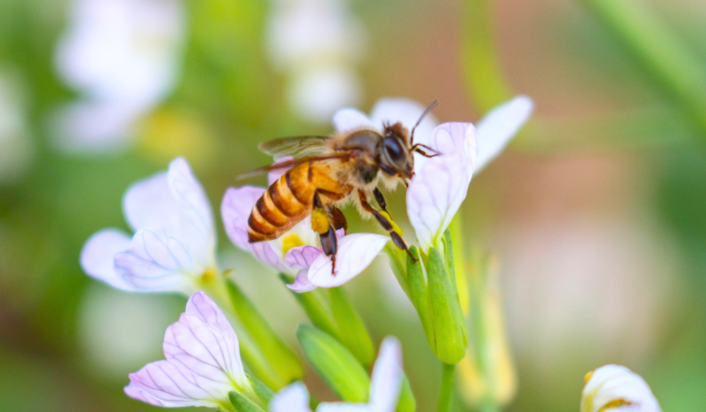 Diervriendelijk | Huis & Tuin Hoogeveen