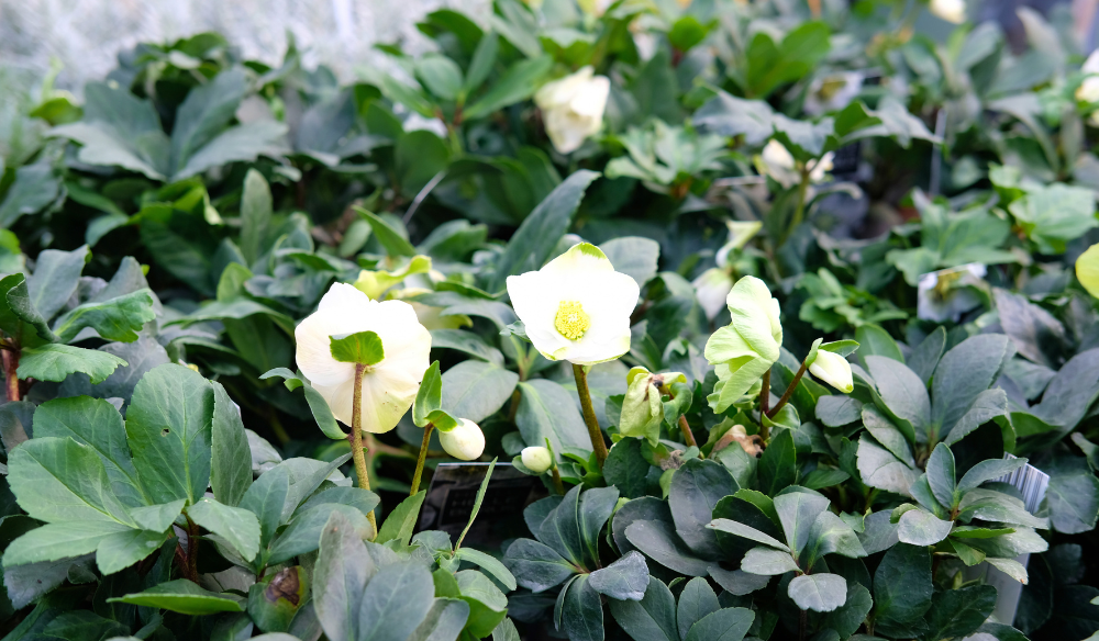 Winterbloeiers shop je bij Huis & Tuin Hoogeveen!