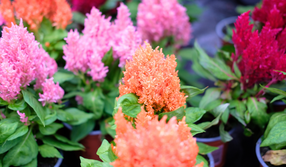 Zomerbloeiers shop je bij Huis & Tuin Hoogeveen!