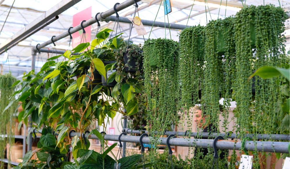 Hangende kamerplanten | Huis & Tuin Hoogeveen