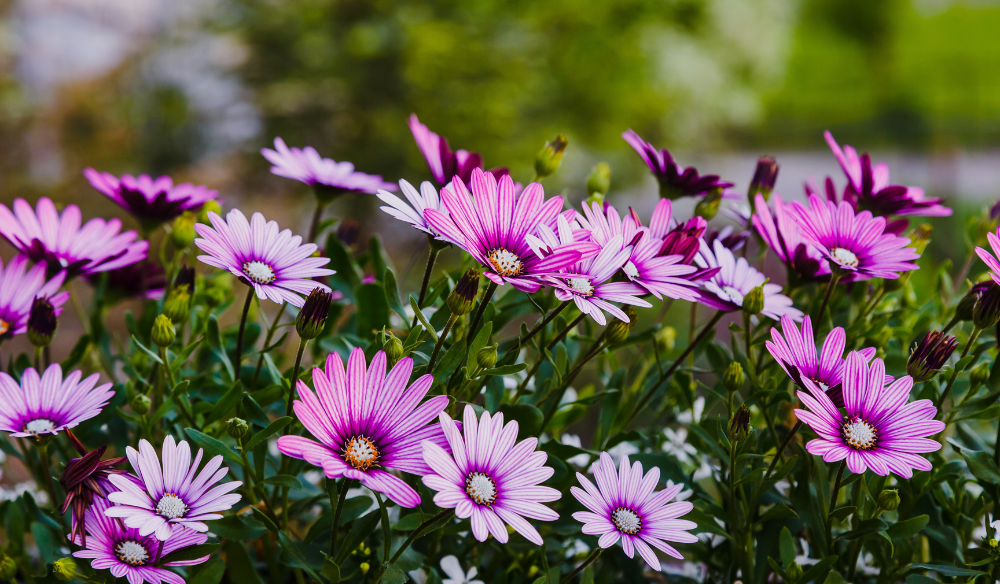Tuinplanten | Huis & Tuin Hoogeveen