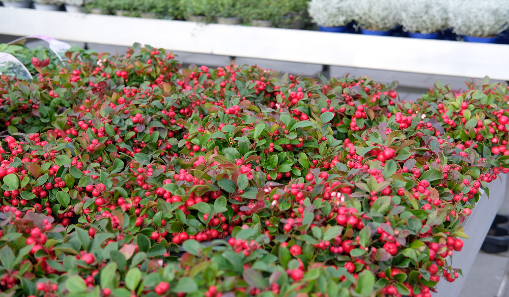 Winterbloeiers shop je bij Huis & Tuin Hoogeveen!