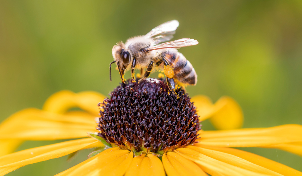 Insectlokkende tuinplanten | Huis & Tuin Hoogeveen Insectlokkende tuinplanten | Huis & Tuin Hoogeveen