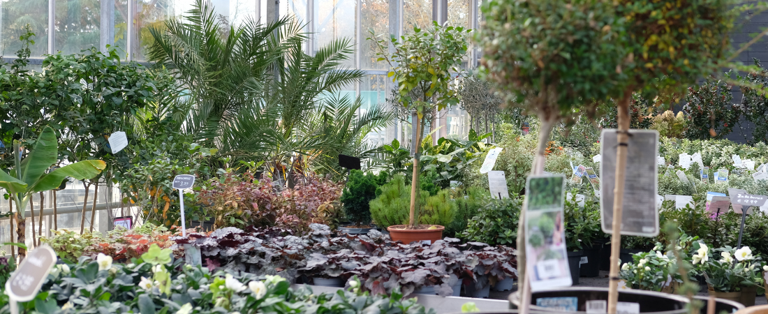 De mooiste tuinplanten scoor je bij tuincentrum Huis & Tuin Hoogeveen!