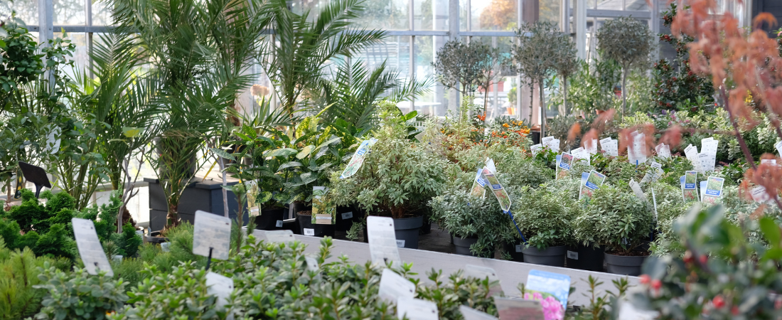 Tuinplanten shop je bij tuincentrum Huis & Tuin Hoogeveen!
