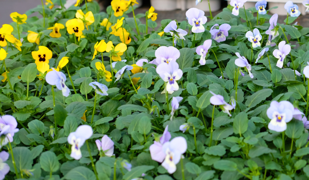 Tuinplanten | Huis & Tuin Hoogeveen Tuinplanten | Huis & Tuin Hoogeveen