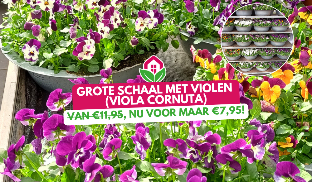 Aanbieding | Huis & Tuin Hoogeveen Aanbieding | Huis & Tuin Hoogeveen