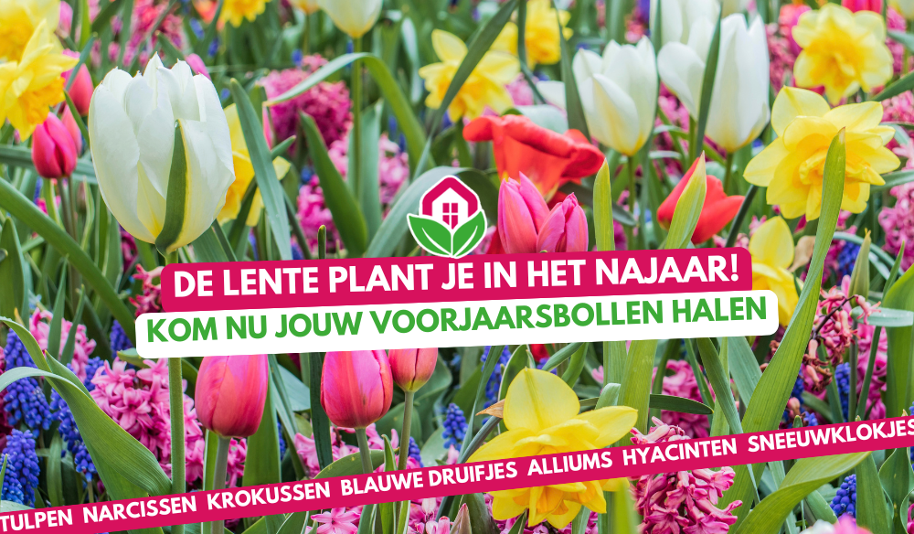 Bloembollen | Huis & Tuin Hoogeveen Bloembollen | Huis & Tuin Hoogeveen