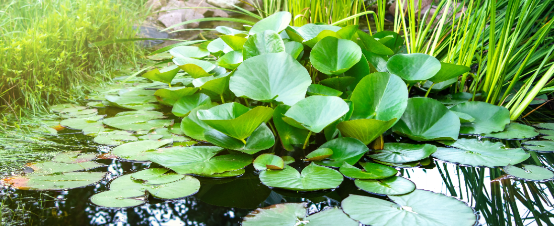 Vijverplanten kopen? Kom naar tuincentrum Huis & Tuin Hoogeveen!