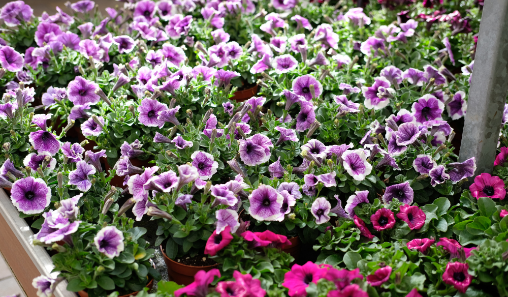 Tuinplanten | Huis & Tuin Hoogeveen Tuinplanten | Huis & Tuin Hoogeveen