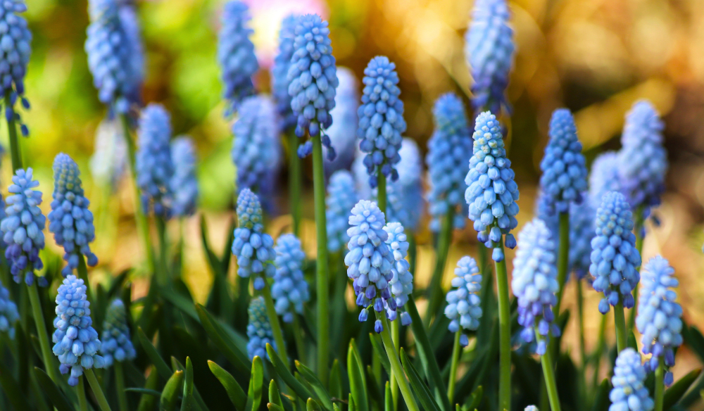 Tuinplanten | Huis & Tuin Hoogeveen Tuinplanten | Huis & Tuin Hoogeveen