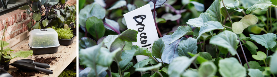 Zaden kopen? Je doet het bij Huis & Tuin Hoogeveen!