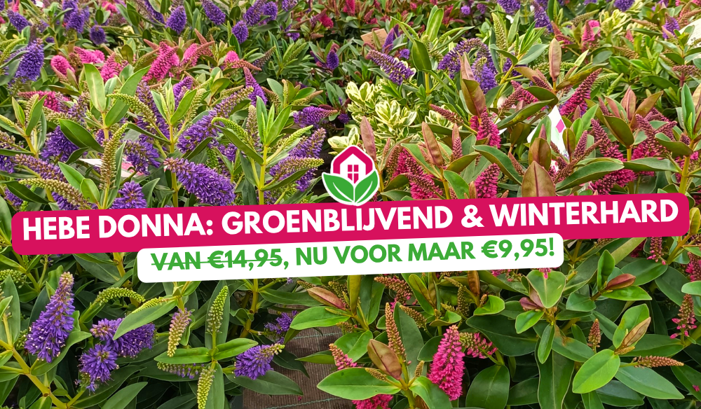 De beste bloeiers shop je bij Huis & Tuin Hoogeveen!