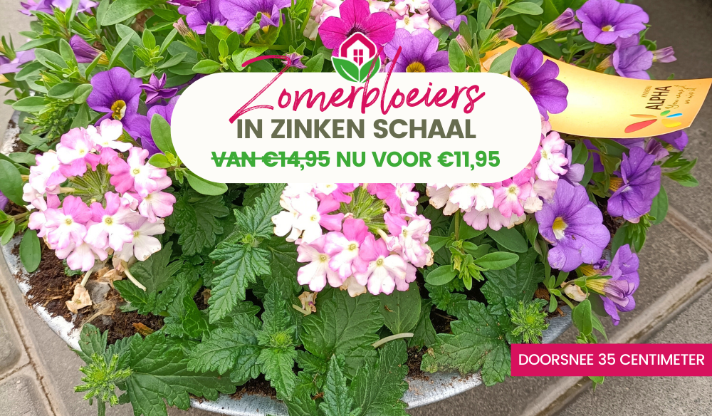 Alles voor een bloeiende voorjaarstuin vind je bij tuincentrum Huis & Tuin Hoogeveen!