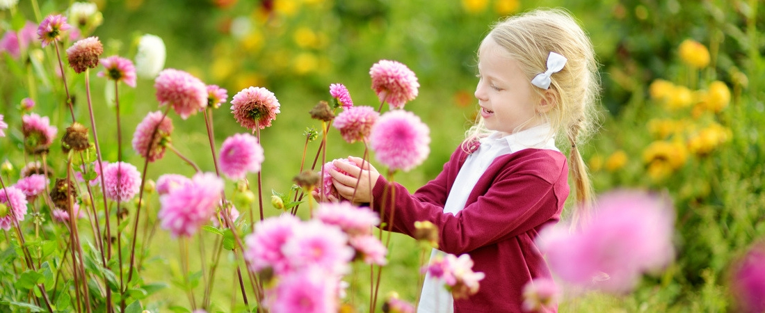 zomerbollen planten en kopen in hoogeveen