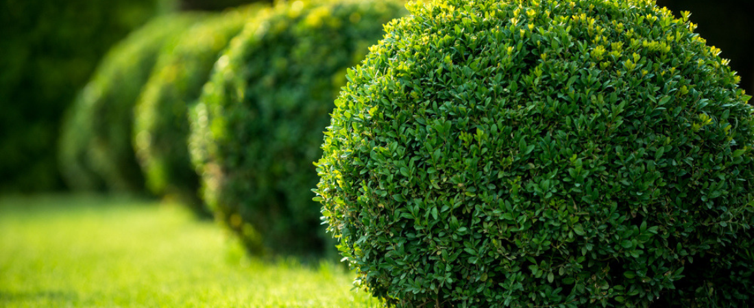 Heesters-kopen-huis-en-tuin-hoogeveen