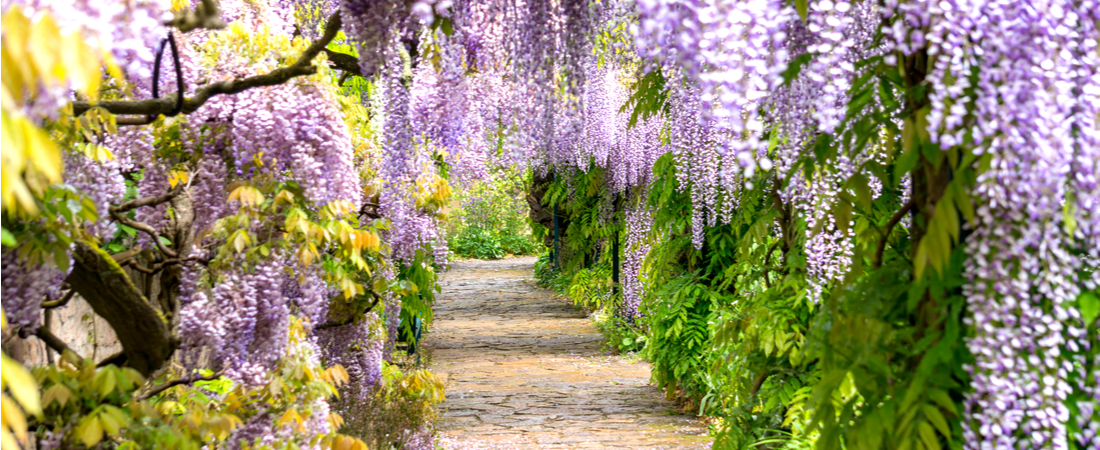 wisteria - blauwe regen als klimplant kopen