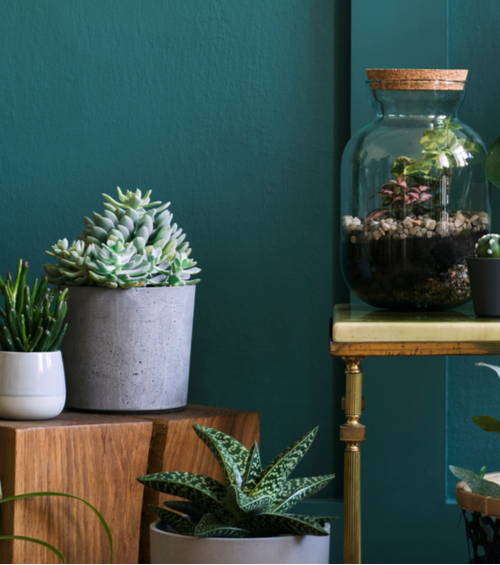 Cactus of vetplant kopen | Huis & Tuin Hoogeveen