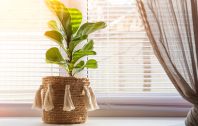 Luchtzuiverende kamerplanten kopen | Huis & Tuin Hoogeveen