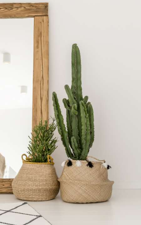 Cactus of vetplant kopen | Huis & Tuin Hoogeveen