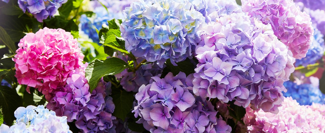 Hortensia