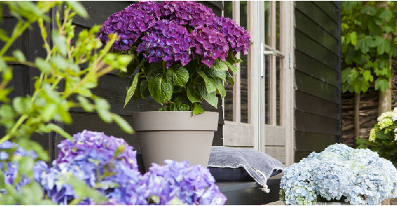 Hortensia kopen in Meppel, Assen of Hoogeveen? | Huis & Tuin Hoogeveen