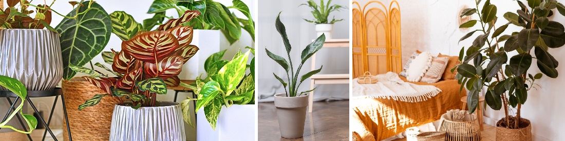 Groene kamerplanten kopen| Huis & Tuin Hoogeveen