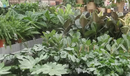 Kamerplanten kopen | Huis & Tuin Hoogeveen