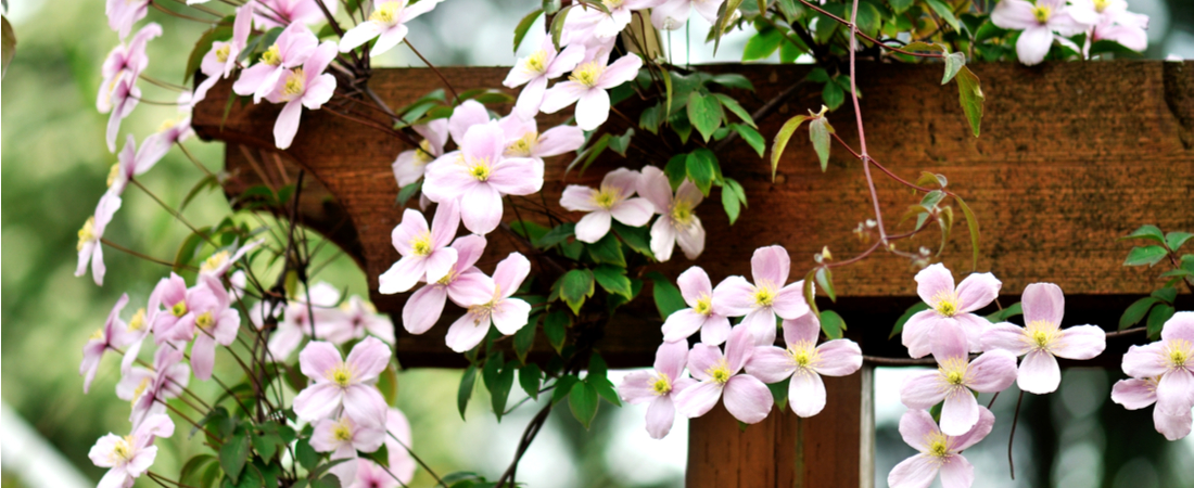 klimplanten: Clematis montana