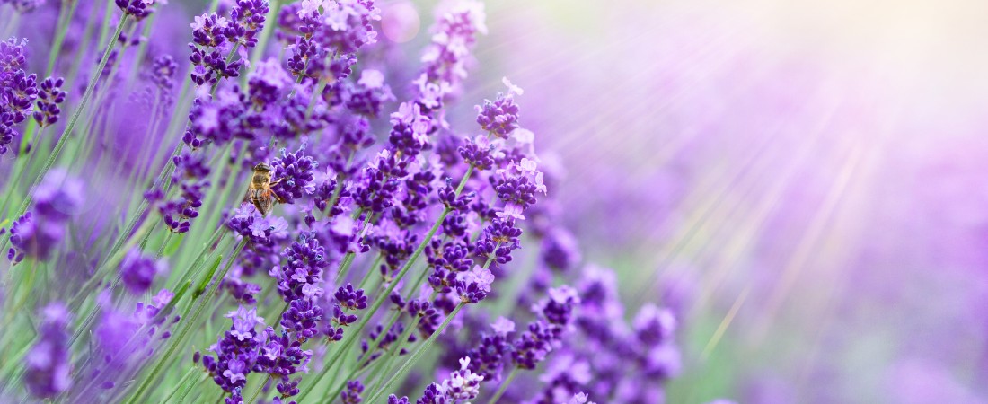 Lavendel