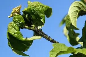 Bladluizen in de tuin?!