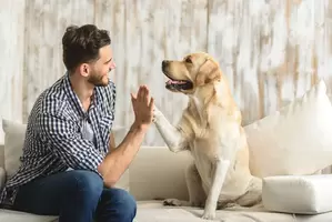 Dierendag