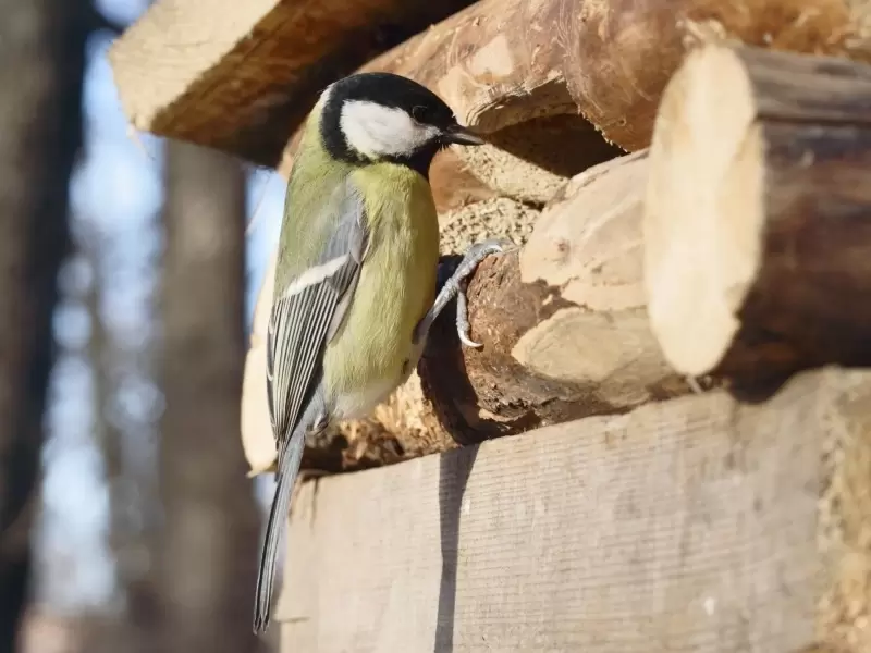 draaipunt schade comfort Vogels voeren - Tuintips - Huis En Tuin