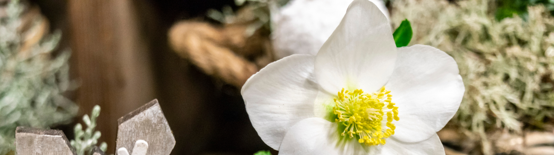 Waanzinnige winterbloei