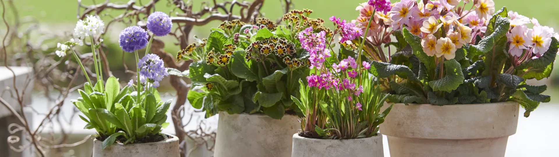 Fotocredit: Plants & Flowers Foundation Holland / iVerde