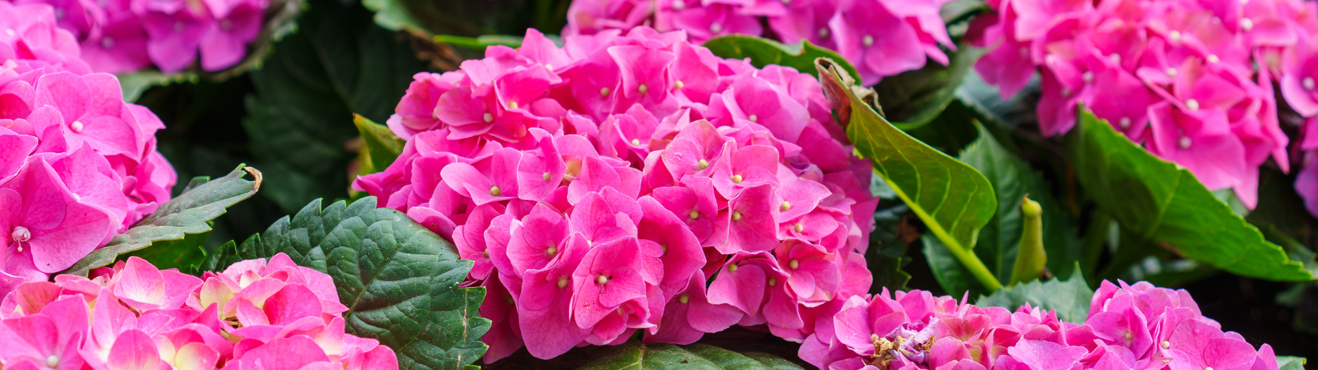 Tuin in bloei