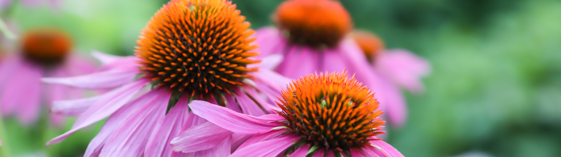 Tuin in bloei