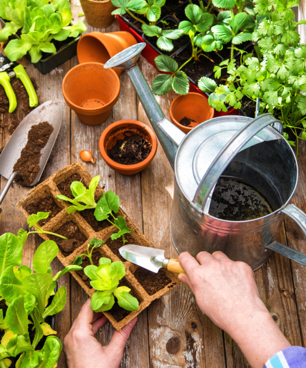 Start je eigen moestuin! | Huis & Tuin Hoogeveen