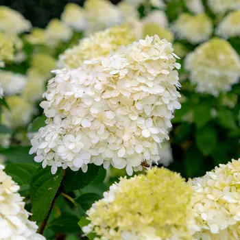 Betover je tuin met de pracht van de Hydrangea Paniculata 'Limelight'