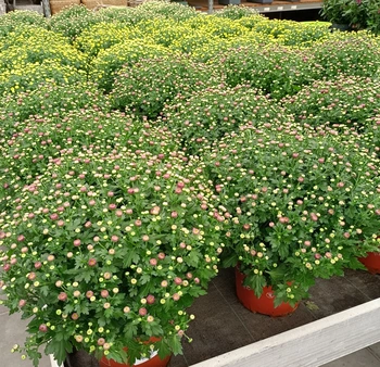 Bolchrysant: dé nazomertopper!