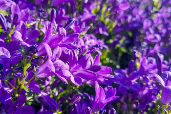 Campanula: de vrolijke lentebloeier voor jouw tuin