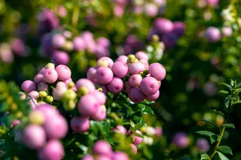 De geheimen van de Gaultheria