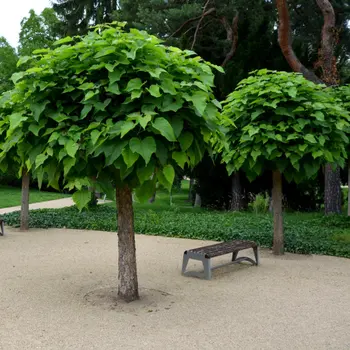 De magie van de trompetboom (Catalpa bungei)