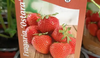 De Ostaria aardbei in de spotlight!