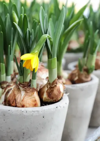 Narcissen op pot koop je bij Huis & Tuin Hoogeveen!